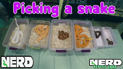 PICK THE BEST PET SNAKE – SNAKE CARE GUIDE – HousePetsCare.com