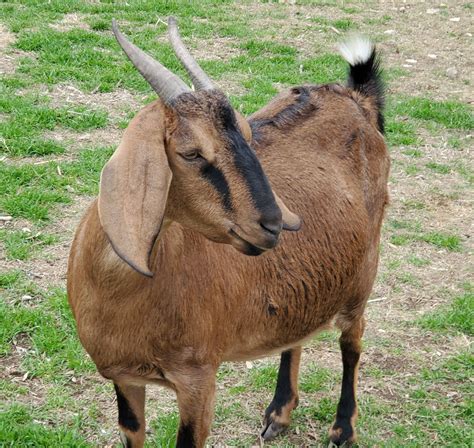 Nubian Dairy Goats | Lampasas, TX - Lone Star Goats