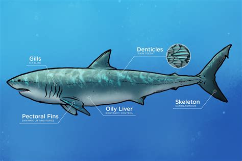 Shark Internal Anatomy - Part 1 | White Shark Projects