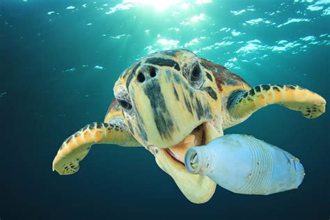 Plastic pollution in Earth’s oceans could triple by 2025 - Earth.com