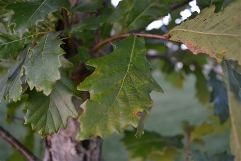 Swamp White Oak is a deciduous tree that produces acorns.