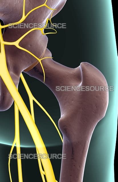 The nerves of the hip | Stock Image - Science Source Images