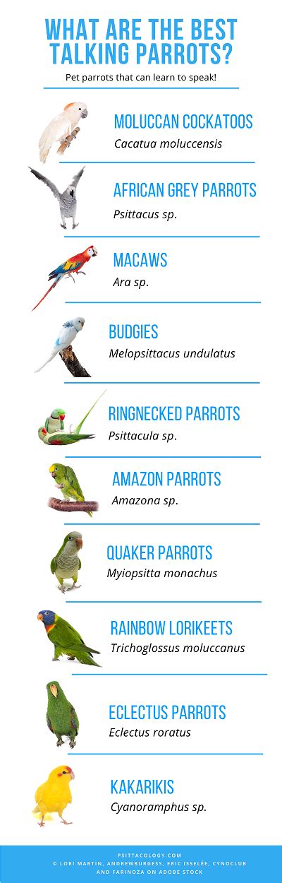 What Parrots Talk? These Are The 10 Best Talking Parrots! - Psittacology