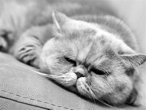 🔥 [30+] Grumpy Cat Wallpapers HD | WallpaperSafari