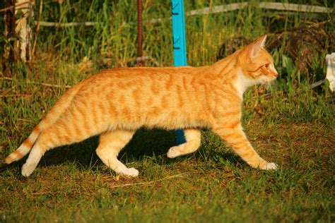 orange tabby cat free image | Peakpx