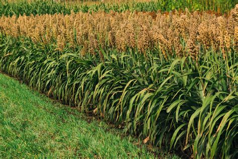 Sorghum Plant