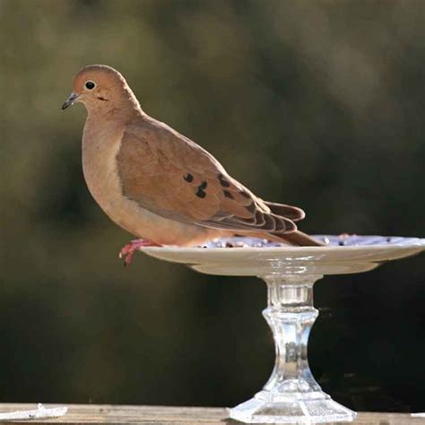 Mourning Dove Symbolism & Spiritual Meaning - The Full Guide Meaning Of ...