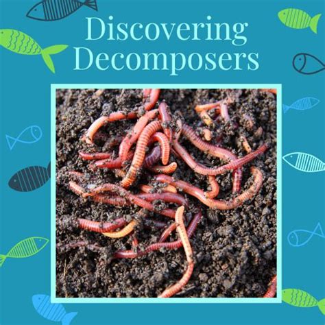 Decomposers | Umpqua Watersheds