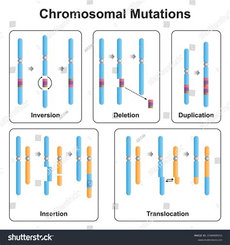 Scientific Designing Chromosomal Mutations Types Inversion Stock Vector ...