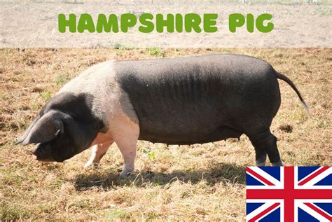 Hampshire Pig – One of the oldest American pig breeds – FarmerDB