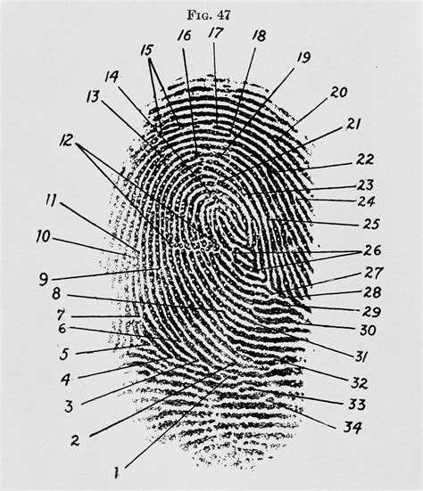 The Importance Of Fingerprint Charts In Police Investigations