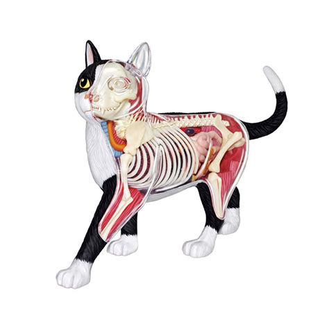 Cat Anatomy Model