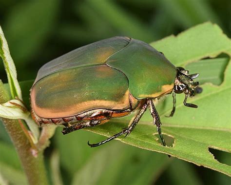 Green June Beetle Life Cycle