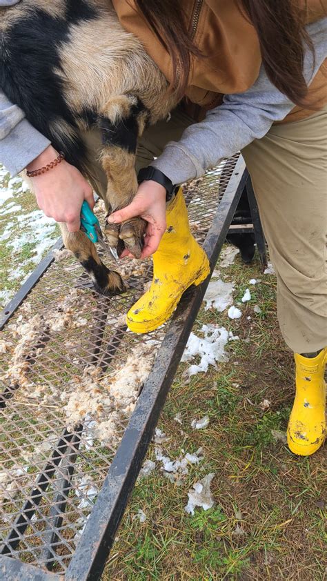 How to Trim Goat Hooves – Wild Reid Ranch