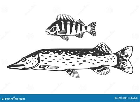 Fish predators set stock vector. Illustration of pike - 42574621