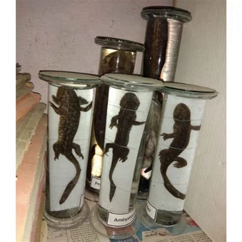 Glass Specimen Jar, 150ml at Rs 249/piece in New Delhi | ID: 25389892762