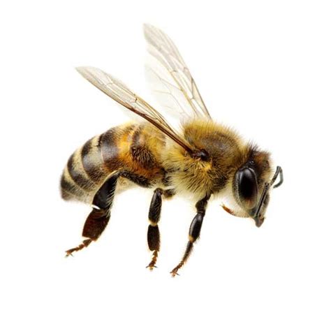 Honey Bee Identification, Habits & Behavior | Vermont Pest Control