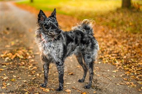 Meet the Mudi: AKC's Newly-Recognized Dog Breed in 2022