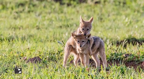 Photoseries: Playful black-backed jackal pups - Africa Geographic