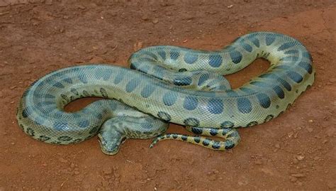 Interesting Green Anaconda Facts - Petculiars