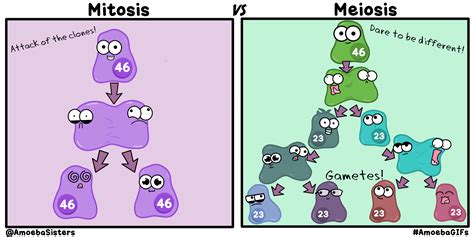 Here's a still image of our meiosis vs mitosis GIF! You can find the ...