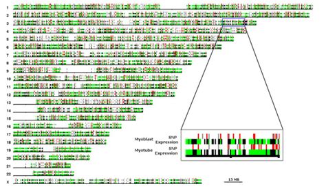 SNP-array and gene expression DNA microarray data mapped to chromosomal... | Download Scientific ...