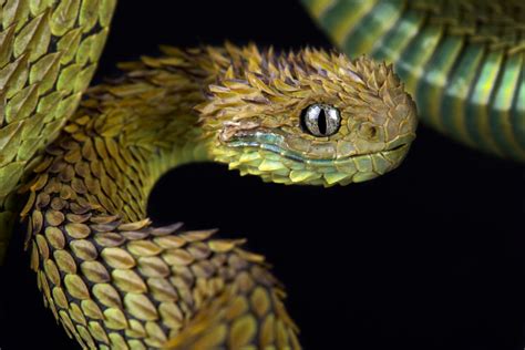 African Bush Viper Colors