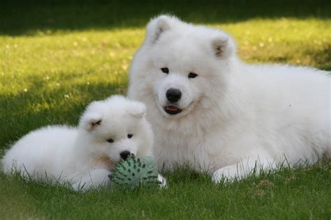 Samoyed:Pictures of Dogs and All About Dog