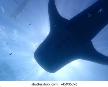 Whale Shark Silhouette Stock Photo 745936396 | Shutterstock