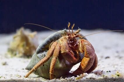 Finding Shells for Hermit Crabs (with Size Chart + Measurements)