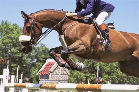 Horse Jumping Stock Photo - Image: 2983320