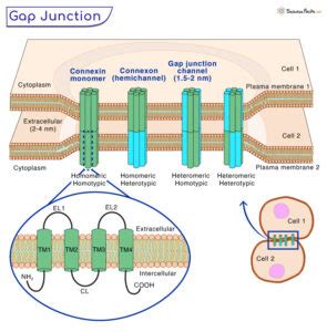 Gap Junctions - Definition, Structure, Functions, and Diagram