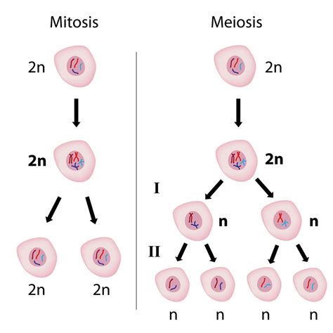 Venn Diagram About Mitosis And Meiosis