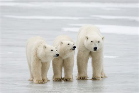 Polar Bears in Newfoundland and Labrador – Nature NL