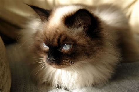 Top 12 Himalayan Cat Breeders: What To Look For