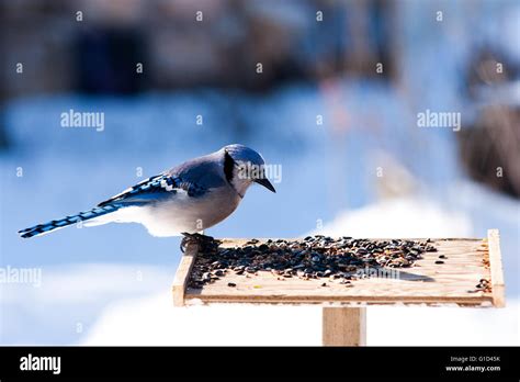 Blue Jay feeding at feed platform Stock Photo - Alamy