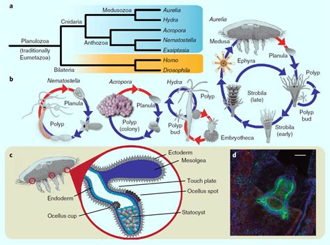 First Jellyfish Genome Sheds Light on Evolution of Animal Complexity | Genetics | Sci-News.com