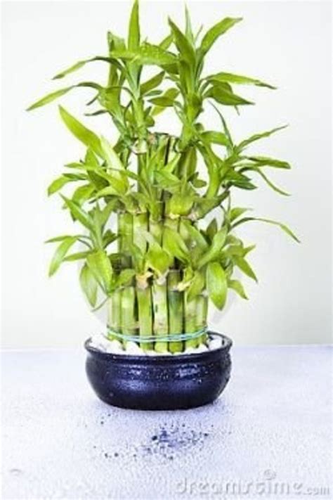 Lucky Bamboo Care and Propagation | HubPages