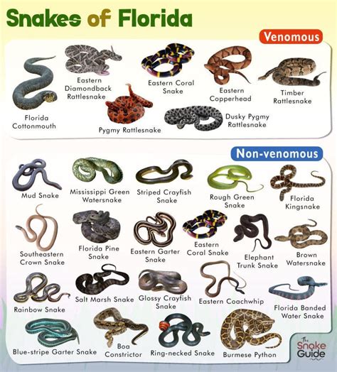 List of Common Venomous and Non-venomous Snakes in Florida with Pictures