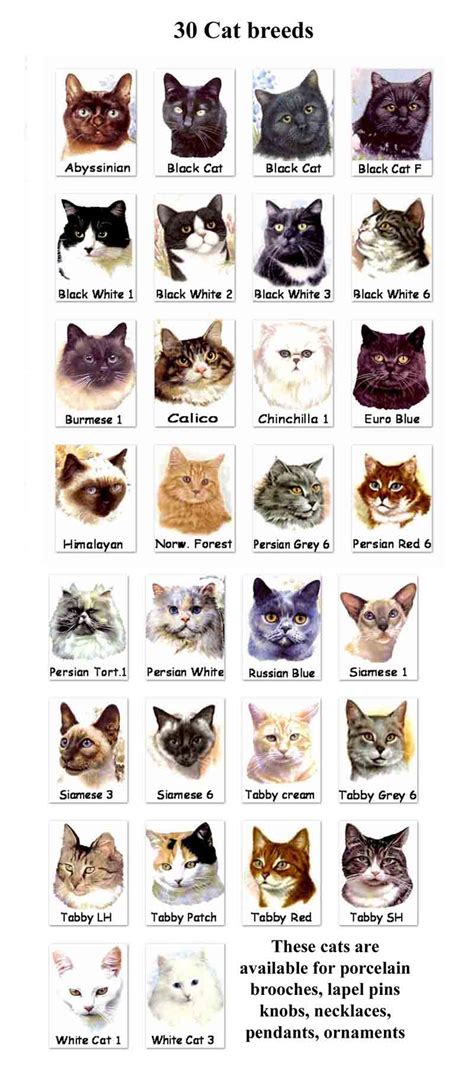 Cat Breeds : Biological Science Picture Directory – Pulpbits.net