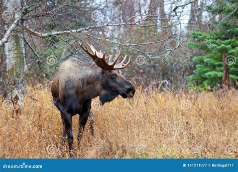 Male Bull Moose with Big Antlers, Standing in a Forest. Alaska, USA Stock Image - Image of ...