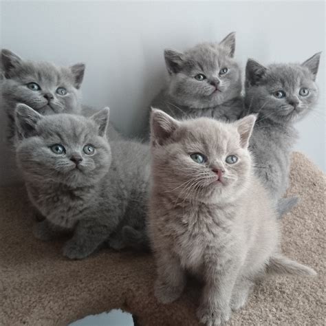 adorable british shorthair kittens for adoption - Bentahero.com