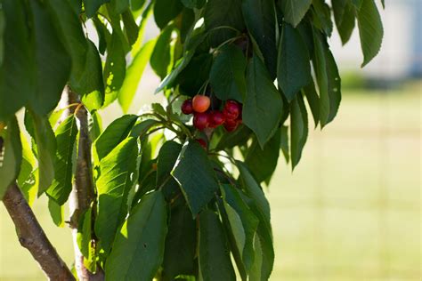 The Ultimate Guide to Pruning Fruit Trees - GREY & BRIANNA