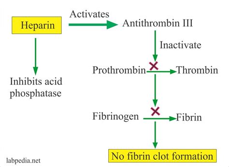 Mechanism Of Action Of Heparin As Anticoagulant - IMAGESEE