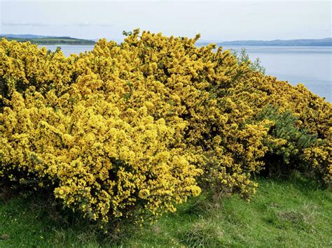 Gorse Plant Stock Photos, Images and Backgrounds for Free Download