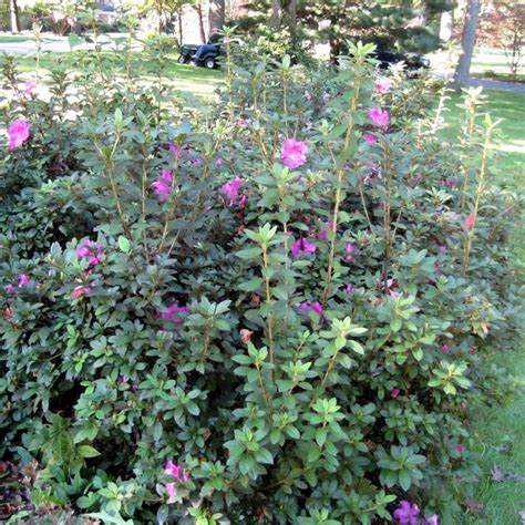 Finding My Garden: Pruning Azaleas