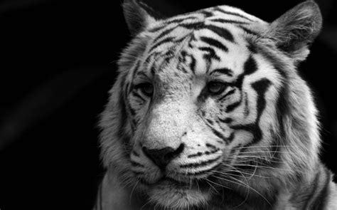 17+ Black and White Animals in The World | Names & Pictures