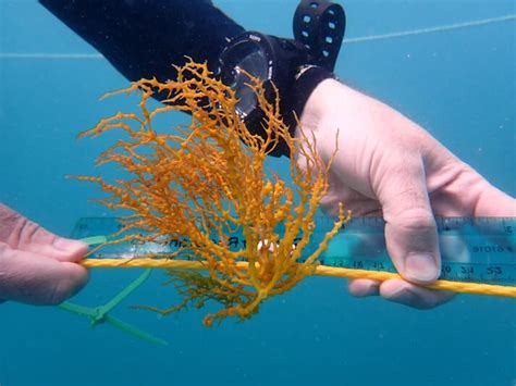 First offshore seaweed farm established in US tropical waters | The Fish Site