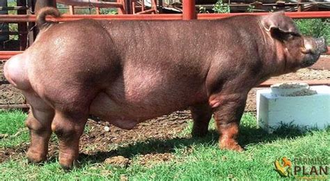 Duroc Pig: A Rare Breed Of Domestic Pigs - Farming Plan