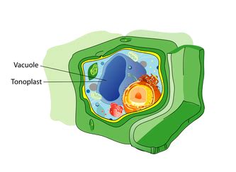 Vacuole - Cell COMPARISON Project (Plant cell)